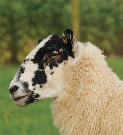 Cross Wool Sheep Breeds - British Wool