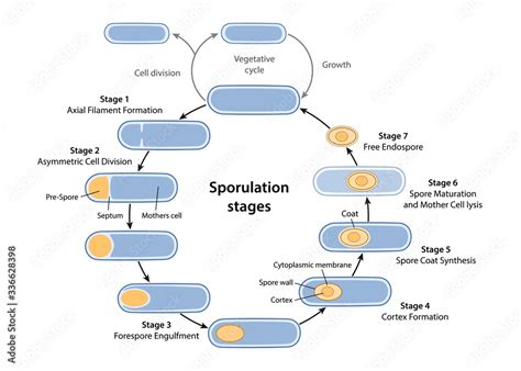 Stages of endospore formation with description steps: cell division, engulfment of pre-spore ...