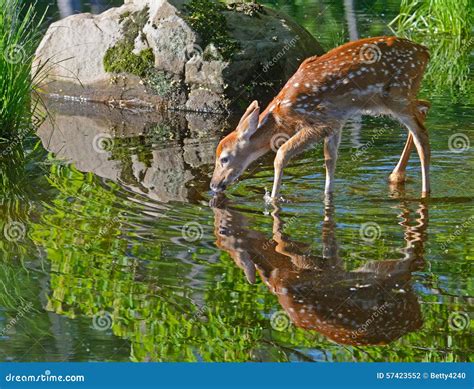 Whitetail Deer Drinking Water Stock Image | CartoonDealer.com #10513465