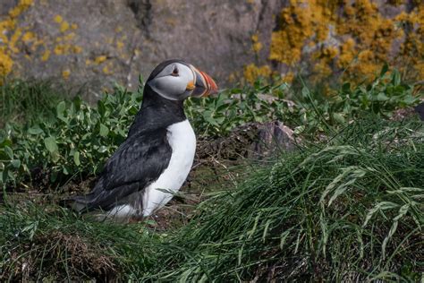 Birding Newfoundland with Dave Brown: Newfoundland: The Avalon ...