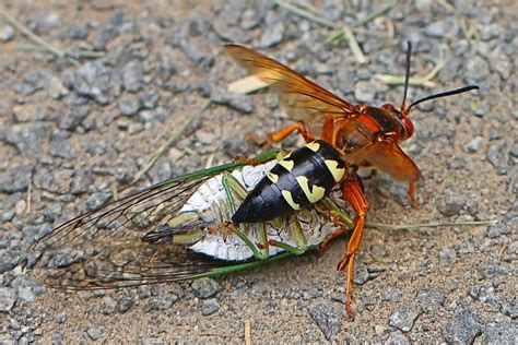 Killing Bees or Wasps: Essential Info for Allentown, Bethlehem, or Easton, PA Homeowners