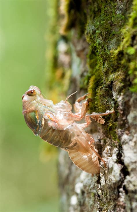 Within the Chronicles' Frame: Cicada Molting Process