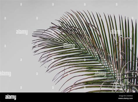 The leaf of palm tree Stock Photo - Alamy