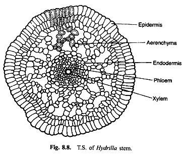 Aerenchyma occurs in | Botany Questions