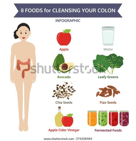 8 Foods Cleansing Your Colon Info Stock Vector (Royalty Free) 374208484 ...