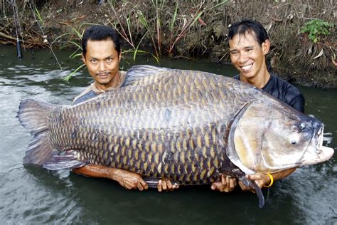 International Fishing News: THAILAND: home of giant Siamese Carp