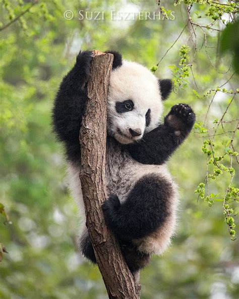 BABY PANDA Playing PHOTO Baby Animal Photograph Baby Animal | Etsy