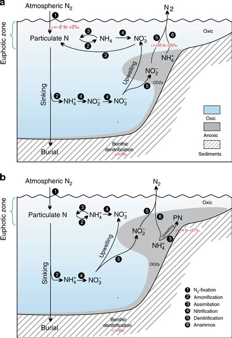 Schematic diagram of the biogeochemical nitrogen cycle for different... | Download Scientific ...