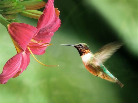 What Flowers Do Hummingbirds Like / 28 Common Flowers That Attract ...