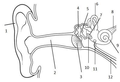 Quiz for a grade-The Ear and Hearing Quiz - Quizizz | Ear parts, Hearing, Ear