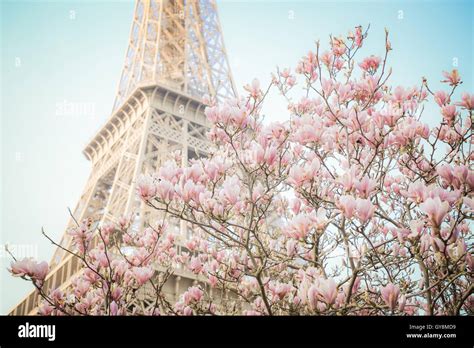 Torre Eiffel en París en la Primavera de Flores de color rosa ...