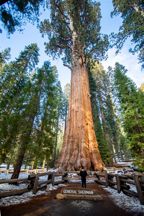 Ultimate Guide for Sequoia National Park in the Winter - That Adventure Life