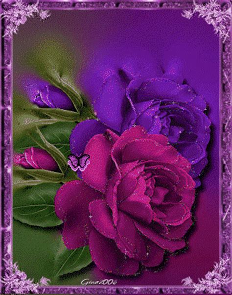 Pink & Purple Roses Pictures, Photos, and Images for Facebook, Tumblr, Pinterest, and Twitter