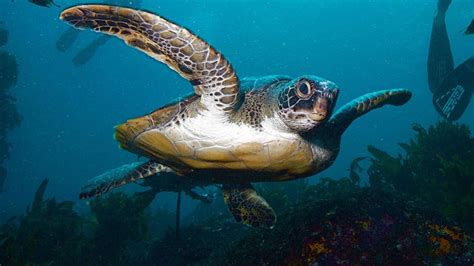 Sea turtles: Marine fish and reptiles