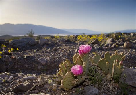 Cactus and Cactus Flowers: Photos From Phoenix, Arizona