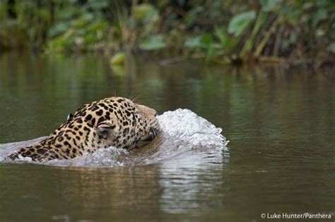 Photo of the Day | Pantanal, Cat species, Cats