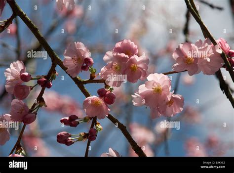 Prunus 'accolade', cherry blossom Stock Photo - Alamy