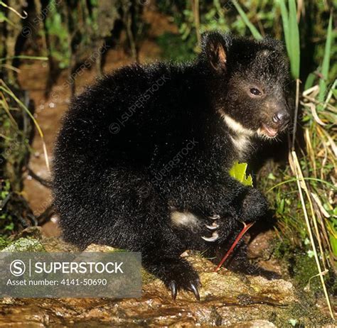 young 'dingiso' tree kangaroo (dendrolagus mbaiso) first discovered in 1994. sudirman mountains ...