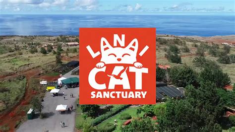 2019 Lanai Cat Sanctuary 10th Anniversary Celebration - YouTube