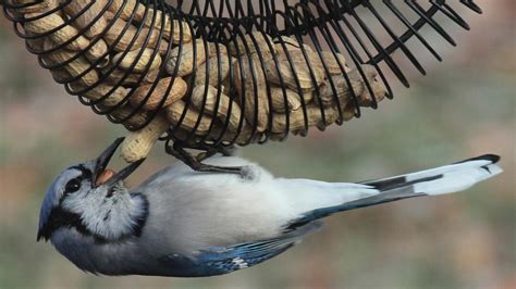 Winter Bird Feeding 101 | Audubon Great Lakes