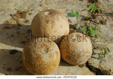 Limonia Acidissima Mediumsized Perennial Fruit Hard Stock Photo 783994528 | Shutterstock