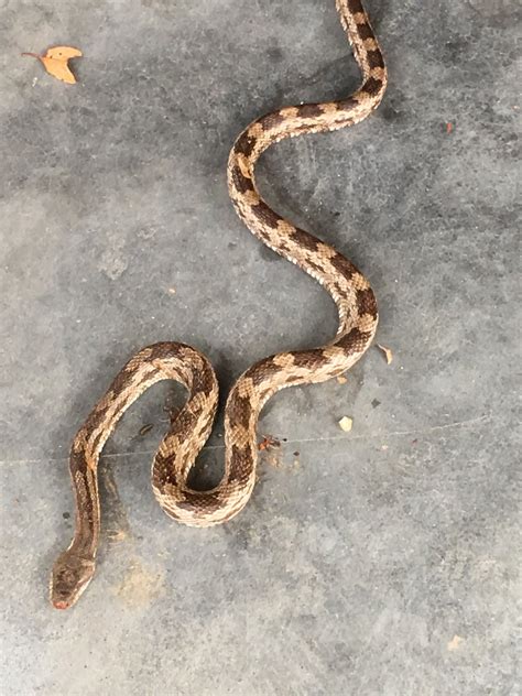 Identifying Baby Snakes In Virginia - Get More Anythink's