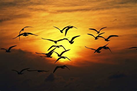 Birds flying into the sunset. Wallpaper. 3110 × 2073. | Bird silhouette ...