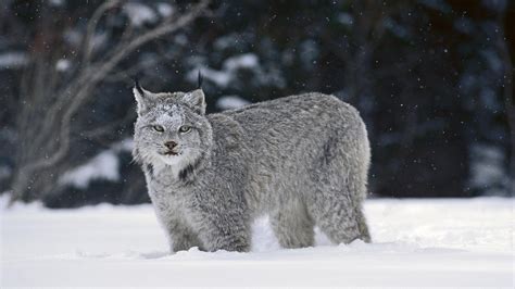 Download Animal Lynx HD Wallpaper