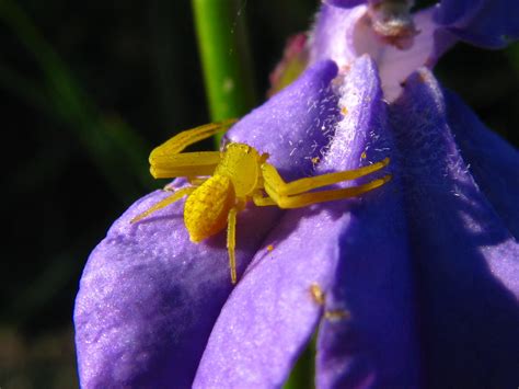Misumenops celer, on Lobelia glandulosa, Open Prairie, CREW Wildlife and Environmental Area ...