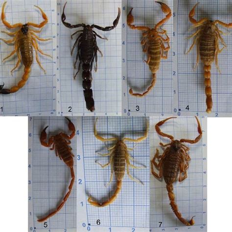 Original photos of seven species of scorpions were identified in Ilam:... | Download Scientific ...