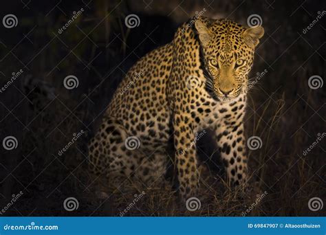 Leopard Sitting in Darkness Hunting Nocturnal Prey in Spotlight Stock Image - Image of attentive ...