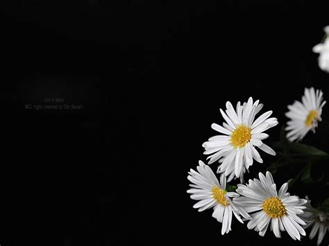 Black Background Wallpaper with Flowers - WallpaperSafari