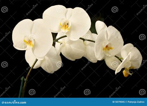 White phalaenopsis orchids stock image. Image of orchid - 5079045