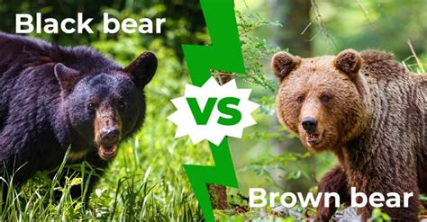 Black Bear vs Brown Bear: Who Would Win in a Fight? - A-Z Animals