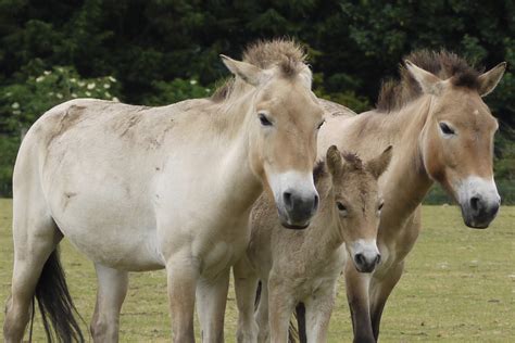 Definitive Guide To Przewalski's Horse Facts, Habitat, Conservation Status, Zoo Populations ...