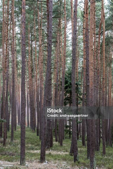 Pinewood Forest With Tall Tree Trunks Stock Photo - Download Image Now - Bavaria, Brown ...