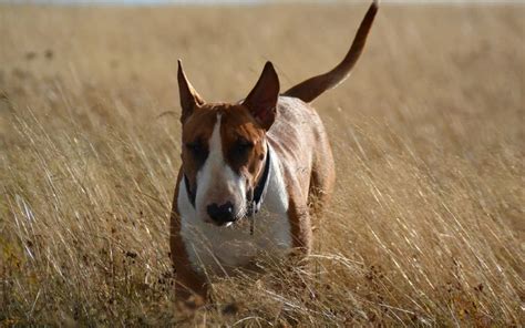 39 of the Best Bull Terrier Mixes: Canines with Character