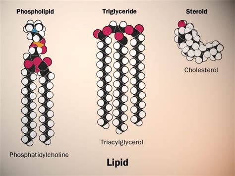 17 Best images about Lipids and membranes on Pinterest | Rap, Pathways and The building