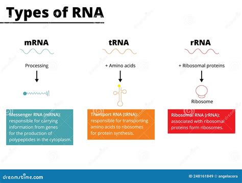 Ribosomal Cartoons, Illustrations & Vector Stock Images - 65 Pictures to download from ...