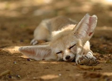 Fennec Fox - ENVIRONMENTAL ADAPTATIONS