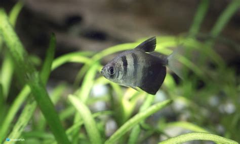 Black Skirt Tetra Care & Tank Set Up Guide For Beginners