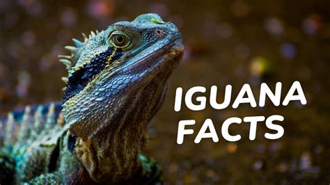 Iguana Facts for Kids : The Surprising Truth About These Lizard ...