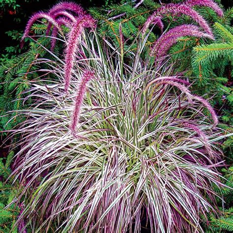 Spring Hill Nurseries 2 in. Pot Cherry Sparkle Purple Fountain Grass (Pennisetum), Live ...