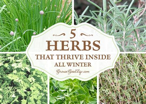 Grow Herbs Indoors: 5 Herbs that Thrive Inside