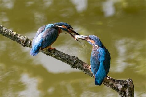 Male and Female Common Kingfishers Feeding Each Other Stock Image ...