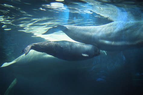 The beluga whale in a viral image doesn't have legs, it has blubber | Mashable