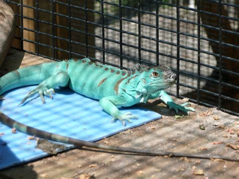 Blue Iguana - Click to Learn all about this species of Iguana