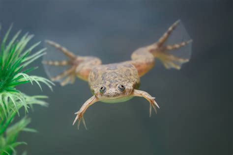 Afrikaanse klauwkikkers aangetroffen in Mesen: “Een van de meest problematische invasieve ...