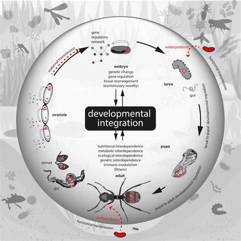 Frontiers | Developmental Integration of Endosymbionts in Insects