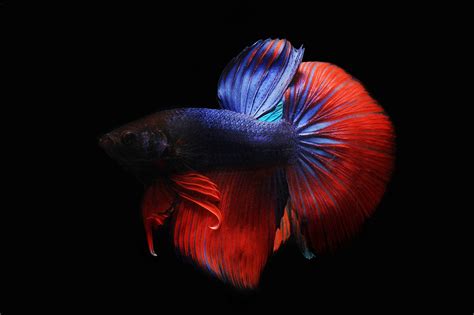 Peaceful Betta vs. Fighting Betta — What's the Difference? - The Tye ...